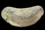 Hadrosaur Foot Bone - Alberta (Disposition #-) #100521-1